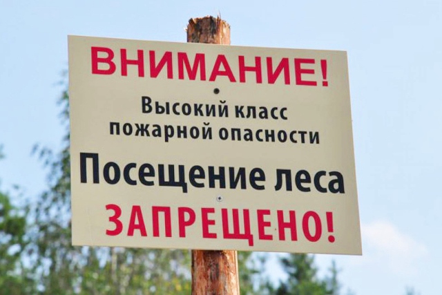 Введены ограничения на пребывание граждан в лесах