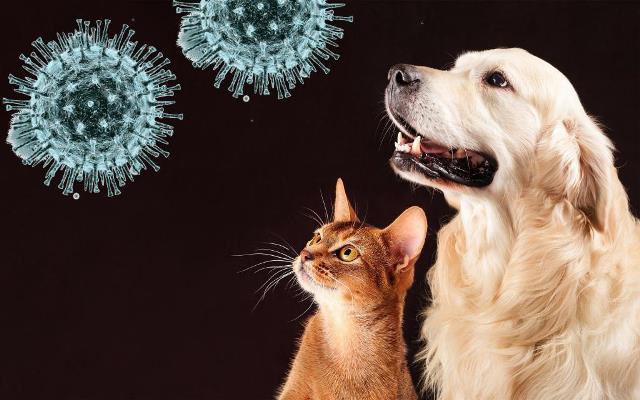 Можно ли заразиться коронавирусом от домашних животных?