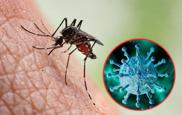 Можно ли заразиться COVID-19 через укусы насекомых?