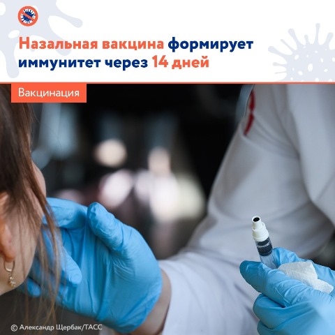 Назальная вакцина формирует иммунитет через 14 дней