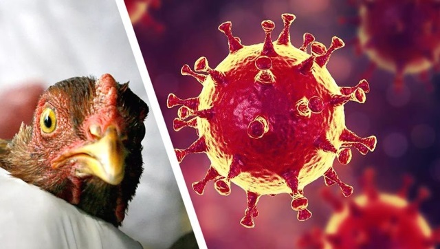 В ВОЗ предупредили об угрозе новой пандемии из-за птичьего грипп